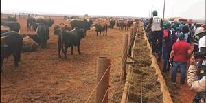 Criadores de gado Zebu do Brasil querem aumentar presença em Angola
