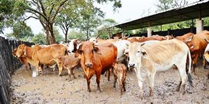 Cinco anos depois, a importação do gado do Chade continua em stand by e ninguém assume