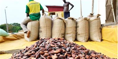 Exportações de cacau do Gana afundam nos primeiros 4 meses do ano num contexto de preços altos