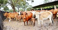 Cinco anos depois, a importação do gado do Chade continua em stand by e ninguém assume