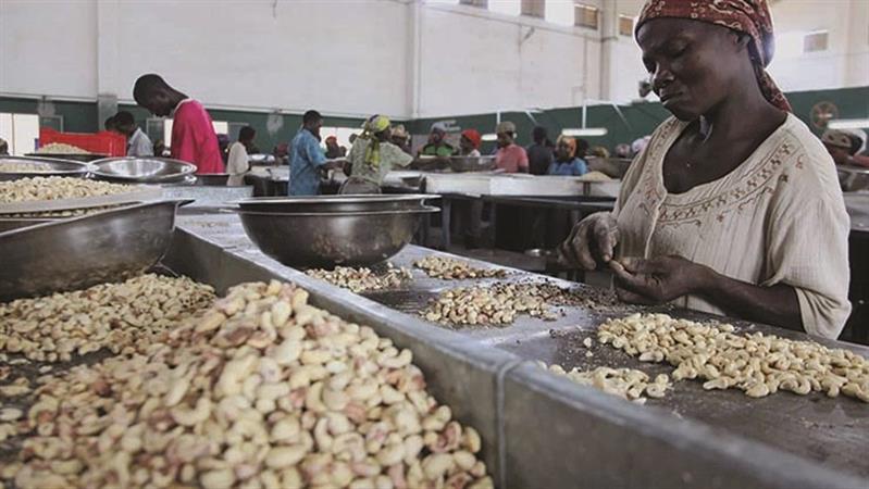 Exportações de castanha caju da Guiné-Bissau caem 20,9% em 2020