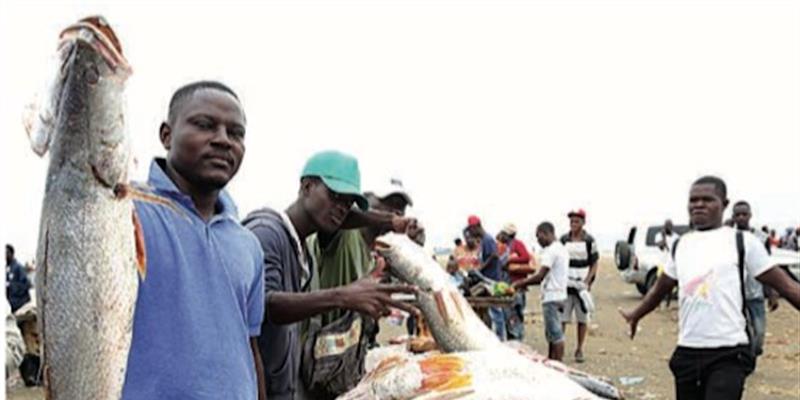 Importações de pescado caem 78,2% e exportações disparam 55,6% 