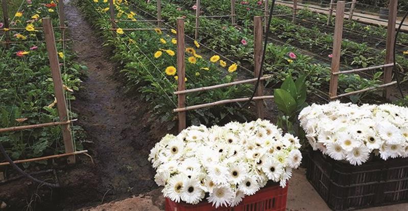Maioria das flores vendidas em Angola vem de outros países