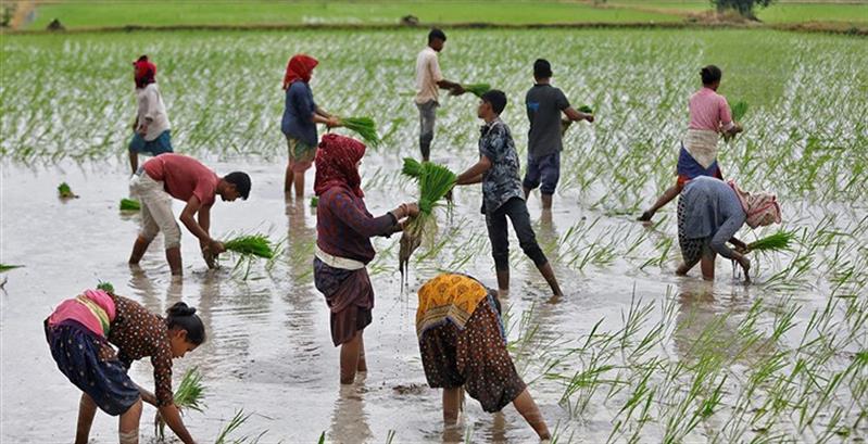 Crise do arroz agrava-se com restrições da Índia às exportações