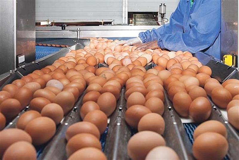 Ministério da Agricultura instaura inquérito para apurar ovos contaminados