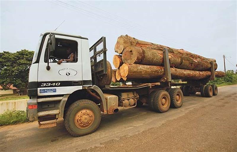 Ministério da Agricultura reduz para 100 as licenças para abate florestal