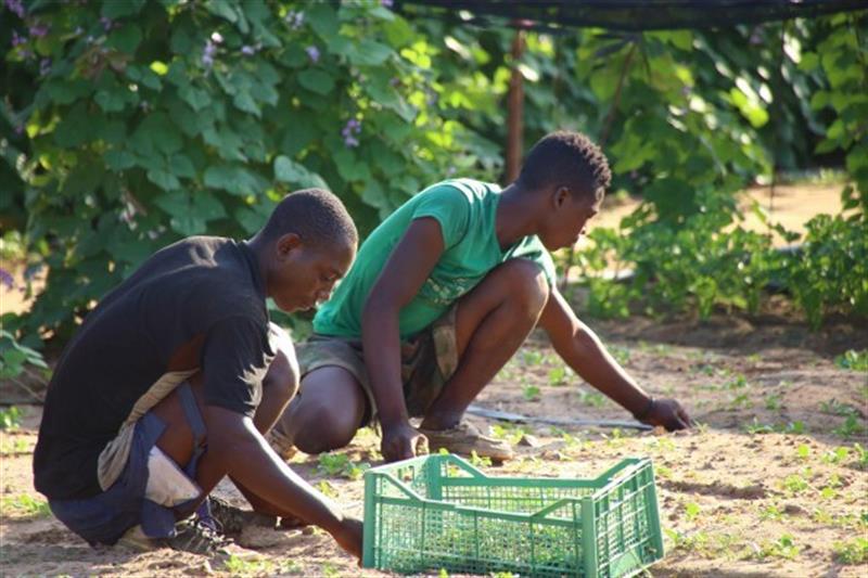Agricultura orgânica em África e no mundo
