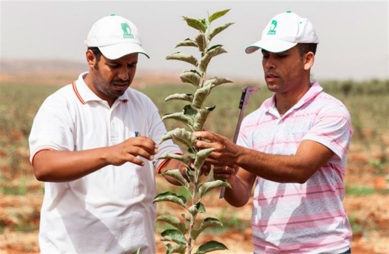 Inovação agrícola de Marrocos para a Europa