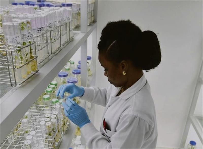 Desenvolver o talento científico de África