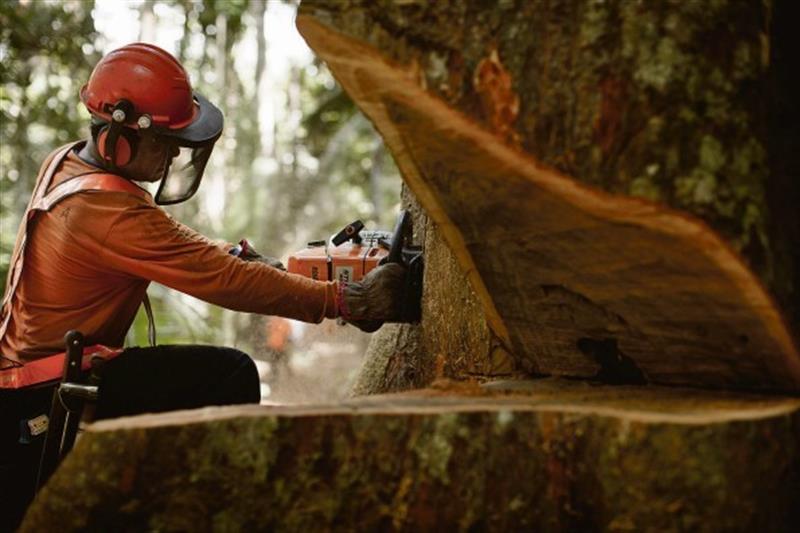 Empresas impulsionam reflorestamento da Amazónia