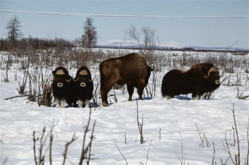 Usar animais para manter o gelo da Sibéria 
