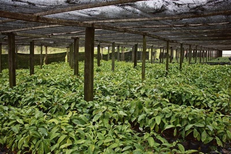 Fazenda Vissolela aposta na exportação do café da Quibala