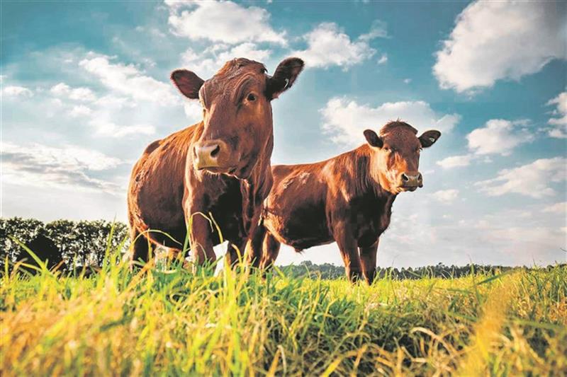 Estudo considera  agro-pecuária aposta mais rentável no País 