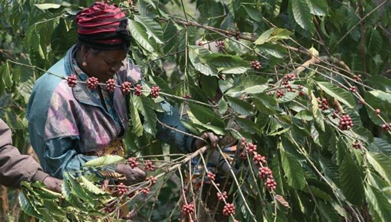 Produtores de café em Malanje sem compradores