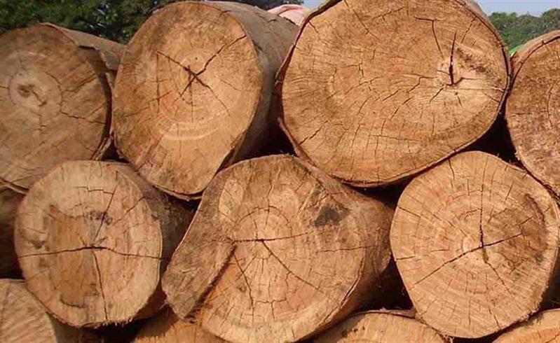 Cuando Cubango aumenta produção de madeira 