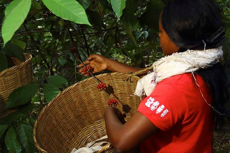 Por cada mil dólares de exportações angolanas só 0,60 cêntimos são de café 