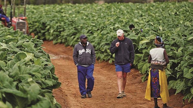 Governo do Zimbabué aceita indemnizar agricultores brancos