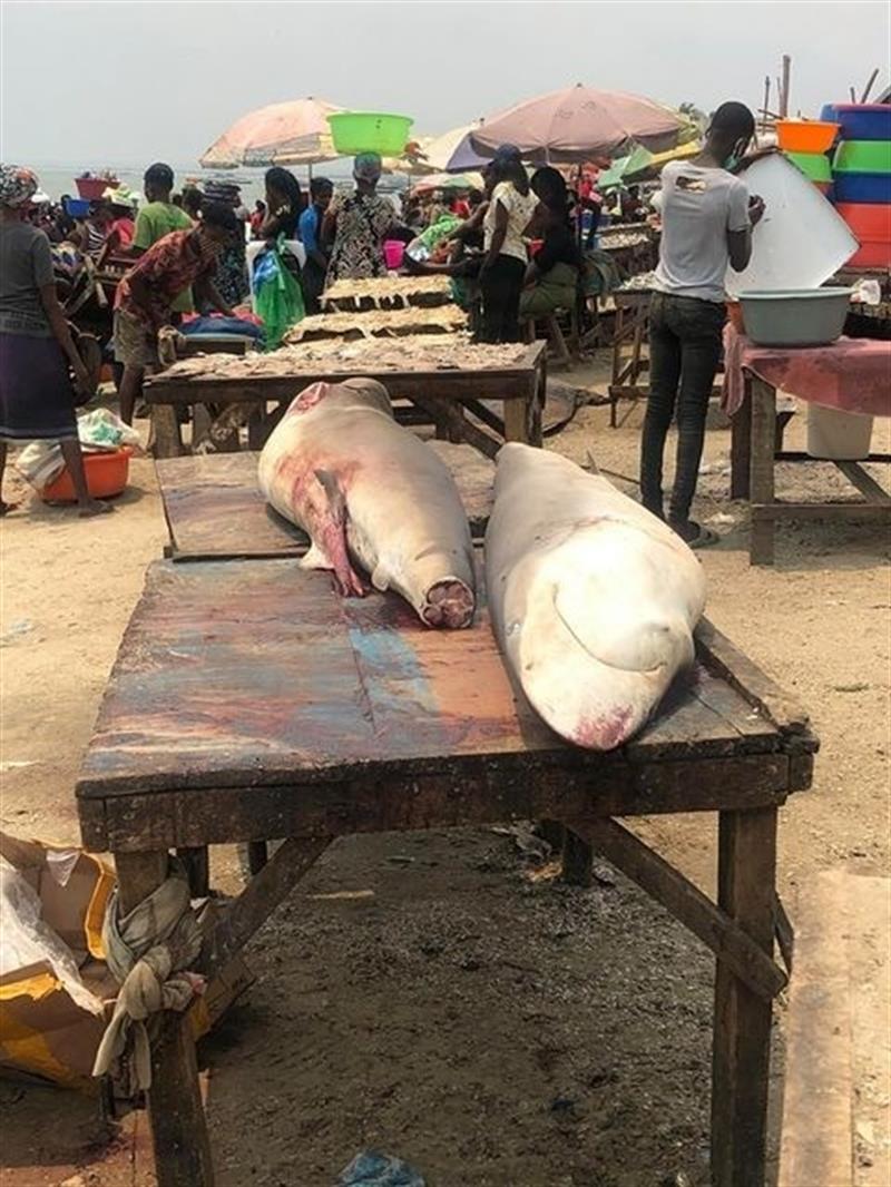 Autoridades estão a investigar denúncia da EcoAngola relacionada com o extermínio de tubarões