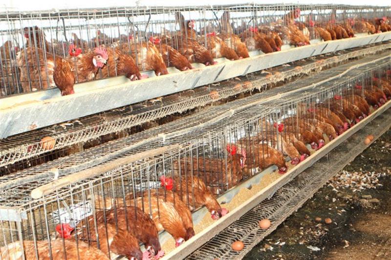 Reduzida produção de ovos na Lunda-Sul por falta de ração 
