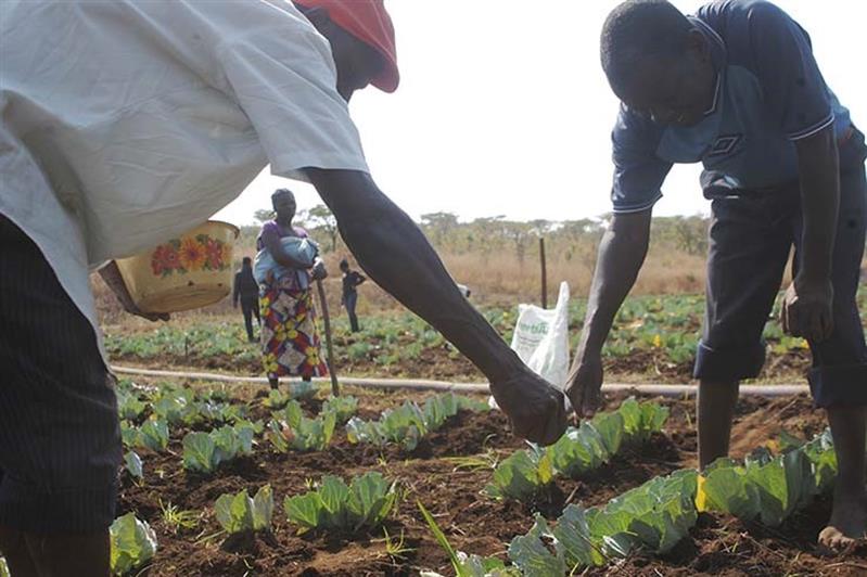 Projecto de apoio à agricultura familiar chega a 30 mil famílias 